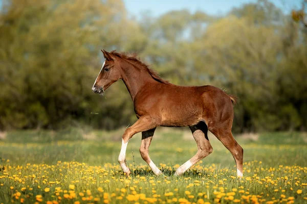 自然の中の田舎の美しい馬は — ストック写真