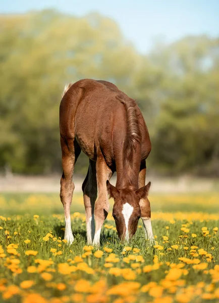 Hermoso Caballo Campo Naturaleza — Foto de Stock