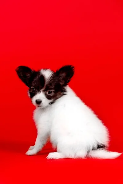 Hermoso Perrito Blanco Negro Estudio —  Fotos de Stock