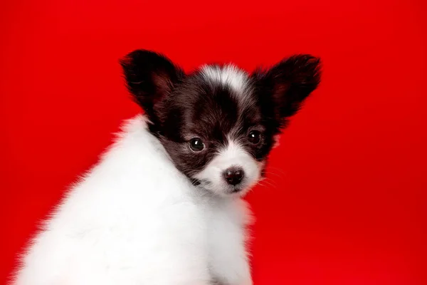 Stüdyoda Küçük Siyah Beyaz Bir Köpek Yavrusu — Stok fotoğraf