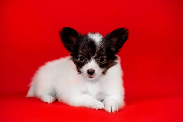 Stüdyoda Küçük Siyah Beyaz Bir Köpek Yavrusu — Stok fotoğraf