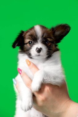 Yeşil arka planda bir kadının elinde sevimli yavru köpek. 