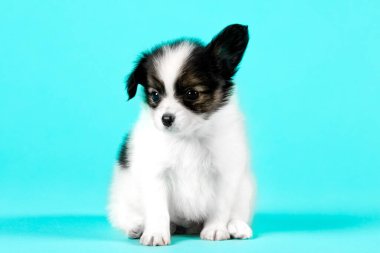 Mavi arka planda sevimli bir köpek yavrusu 