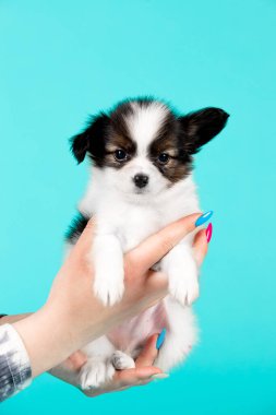 Mavi arka planda sevimli bir köpek yavrusu 