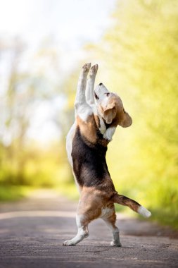 Bahçede eğlenen sevimli bir köpeğin portresi. 