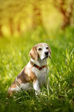 Bahçede eğlenen sevimli bir köpeğin portresi. 