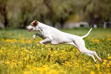 Bahçede eğlenen sevimli bir köpeğin portresi. 
