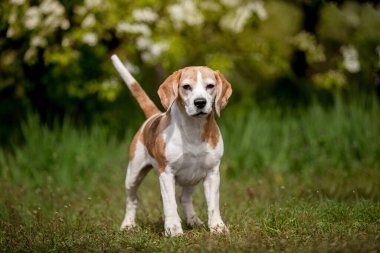 Bahçede eğlenen sevimli bir köpeğin portresi. 