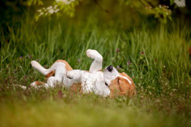Bahçede eğlenen sevimli bir köpeğin portresi. 