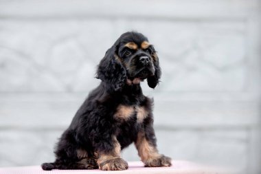 Şirin bir köpek yavrusunun portresi.