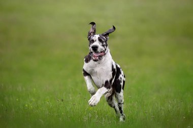Yaz bahçesinde çimlerde bir köpek 