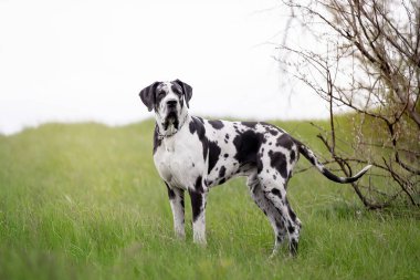 Yaz bahçesinde çimlerde bir köpek 