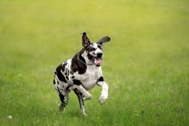 Yaz bahçesinde çimlerde bir köpek 