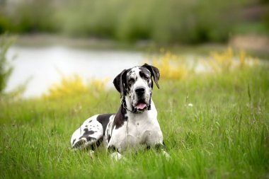 Yaz bahçesinde çimlerde bir köpek 