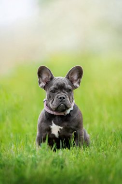 Bahçedeki sevimli buldog doğada