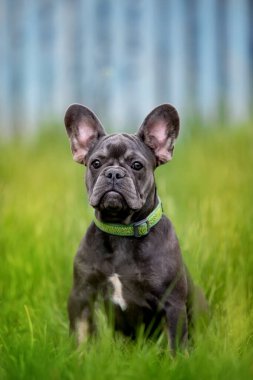 Bahçedeki sevimli buldog doğada