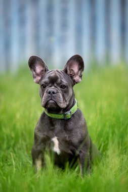 Bahçedeki sevimli buldog doğada