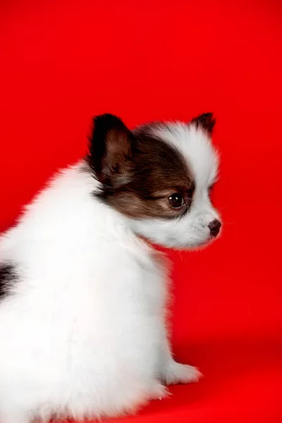 美しい小さな白と黒の子犬でスタジオ — ストック写真