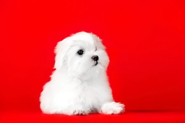 马耳他品种的漂亮的小白狗 — 图库照片
