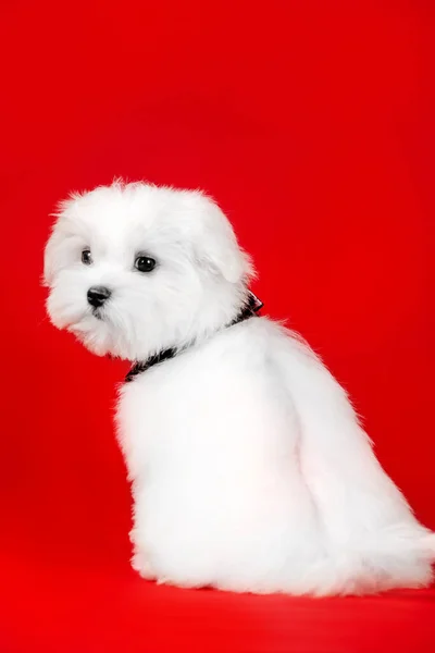 Hermoso Perrito Blanco Raza Maltesa —  Fotos de Stock