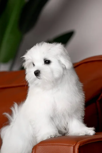 Bonito Filhote Cachorro Branco Raça Maltesa Sofá — Fotografia de Stock