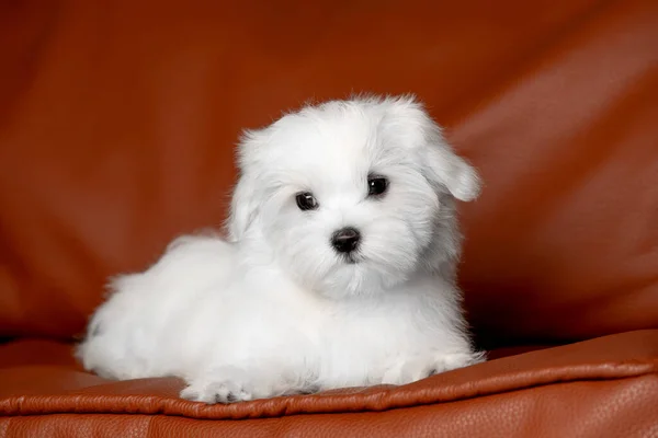 Kanepede Küçük Güzel Beyaz Bir Malta Köpeği Var — Stok fotoğraf