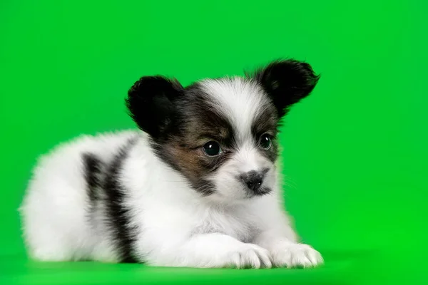 Schattig Puppy Hond Een Groene Achtergrond — Stockfoto