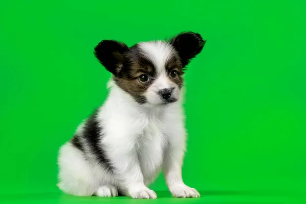 Roztomilé Štěně Pes Zeleném Pozadí — Stock fotografie