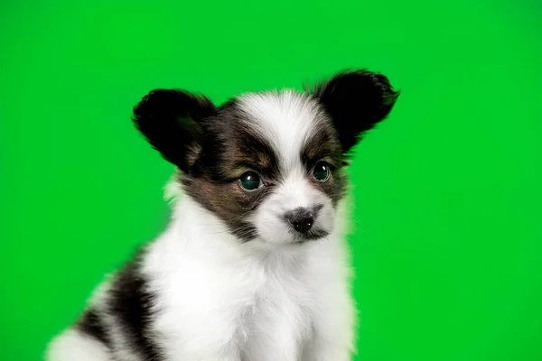 Cute Puppy Dog Green Background — Stock Photo, Image