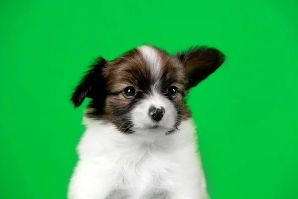 Yeşil Arka Planda Sevimli Köpek Yavrusu — Stok fotoğraf