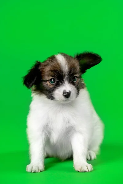 Lindo Cachorro Perro Sobre Fondo Verde —  Fotos de Stock