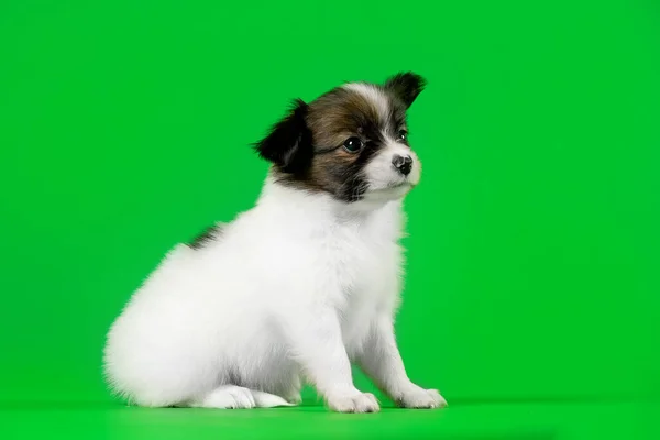 Schattig Puppy Hond Een Groene Achtergrond — Stockfoto