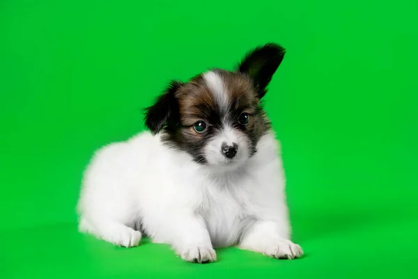 緑の背景にかわいい子犬の犬 — ストック写真