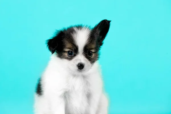 Schattig Puppy Hond Een Blauwe Achtergrond — Stockfoto