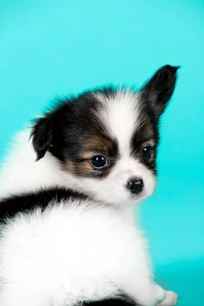 Cute Puppy Dog Blue Background — Stock Photo, Image