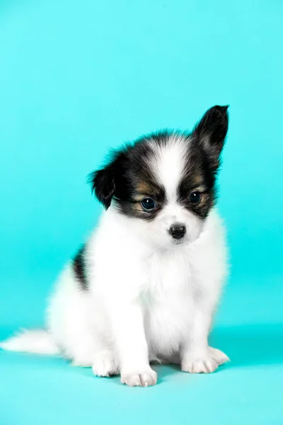 Lindo Cachorro Perro Fondo Azul — Foto de Stock