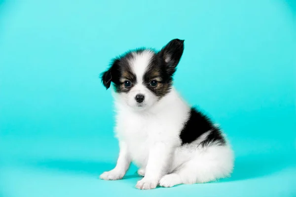 Söt Valp Hund Blå Bakgrund — Stockfoto