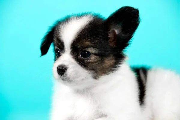 Cute Puppy Dog Blue Background — Stock Photo, Image