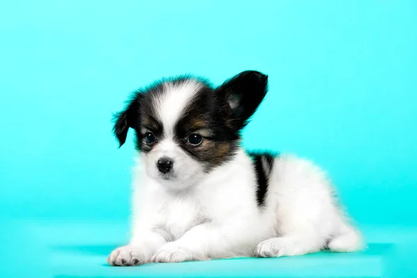 Lindo Cachorro Perro Fondo Azul —  Fotos de Stock