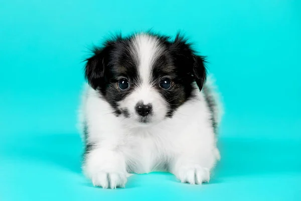Mavi Arka Planda Sevimli Bir Köpek Yavrusu — Stok fotoğraf