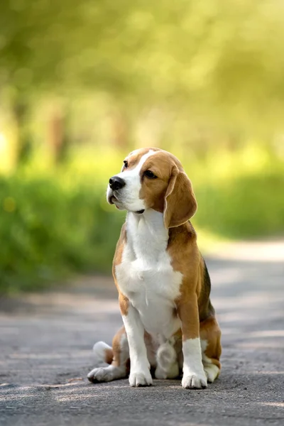 Portrait Cute Dog Having Fun Garden — Stock Photo, Image