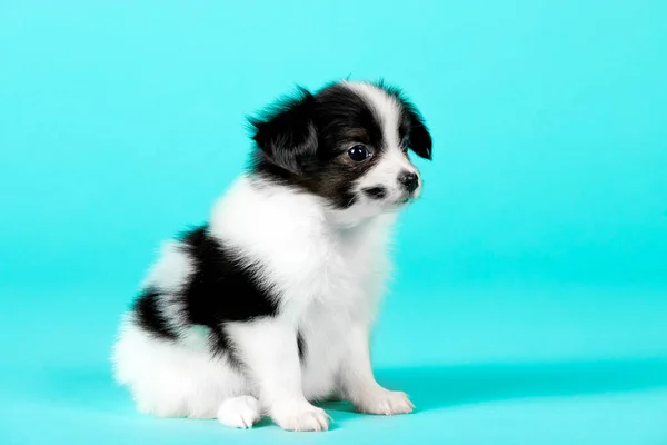 Cute Puppy Dog Blue Background — Stock Photo, Image