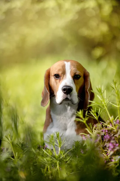 庭で遊ぶ可愛い犬の肖像画 — ストック写真