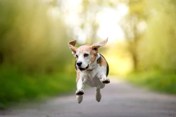 Bahçede eğlenen sevimli bir köpeğin portresi. 