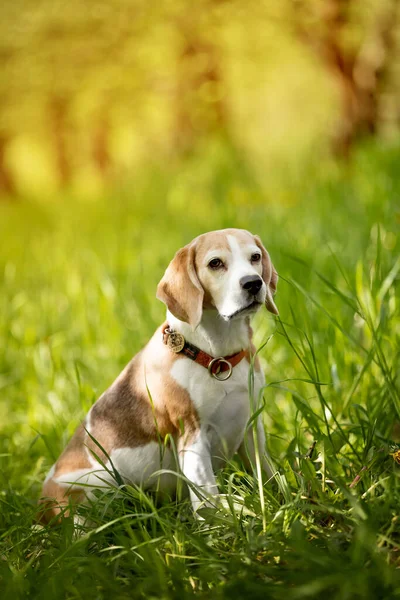 Portrait Cute Dog Having Fun Garden — Stock Photo, Image