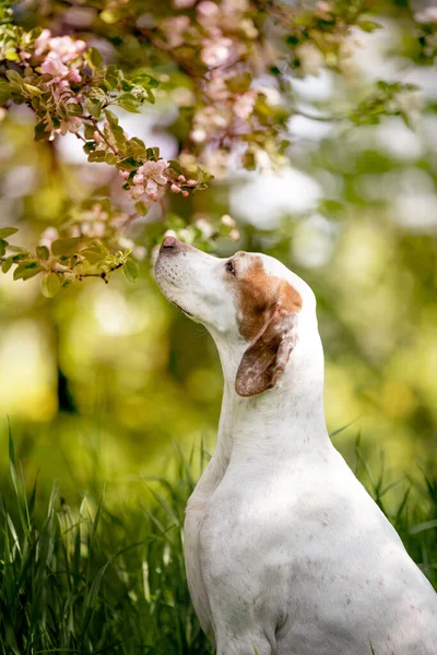 Portrait Cute Dog Having Fun Garden — Stock Photo, Image