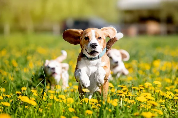 庭のかわいい犬の肖像画 — ストック写真