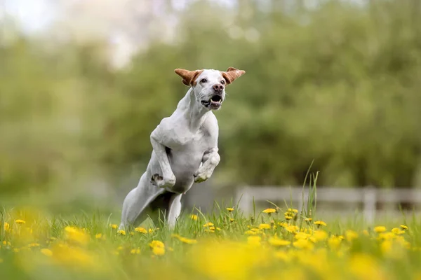 Portrait Cute Dog Having Fun Garden — Stock Photo, Image