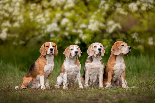 portrait of  cute little dogs  in garden 