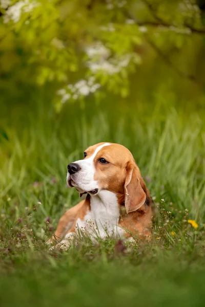 Portrait Cute Dog Having Fun Garden — Stock Photo, Image